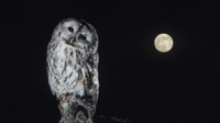 why-do-owls-only-come-out-at-night_e8417b39f5c85f9.jpg