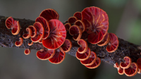 mushroom-red.jpg