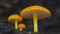 mushroom-yellow.jpg