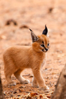 Caracal_03-650x975.jpg