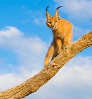 Caracal_04-650x696.jpg