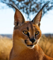 caracal-karakal-stepnaya-rys-e1462540931999.jpg