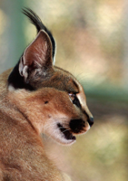 Felis-caracal_1.jpg