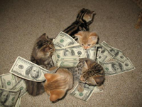 kitten-money.jpg