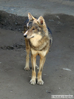 Canis-lupus.jpg