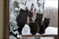 Cats_snow_26.jpg