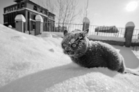 Favim.com-awn-cat-frozen-sad-snow-so-cold-73781.jpg