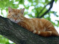 animals_cats_murka_tree_012400_29.jpg