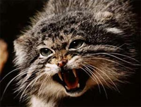 manul.jpg