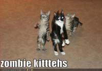 zombie-cats-01.jpg