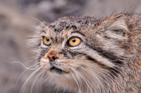 Dikiy-kot-Manul.jpg