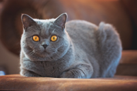 british-cat-wallpapers-01.jpg