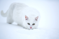 Cats_White_Snow_468337.jpg