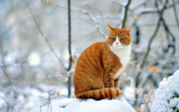 wallpapers-cats-010.jpg