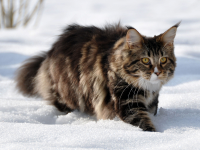 Maine-Coon-in-snow.jpg