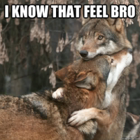 i_hug_that_feel-wolves.jpg