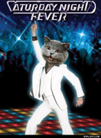 Caturday-Night-Fever.jpg