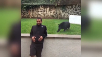 Panther-filmed-stalking-man-at-zoo-before-launchin.jpg