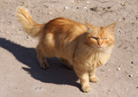 Red_Cat_in_Torzhok_City.jpg