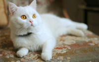 lovely-white-cat-image.jpg