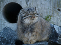 Manul_14.jpg