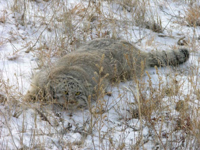 Manul_22.jpg