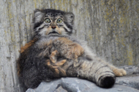 Manul_frightened.jpg