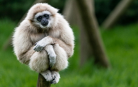 Gibbon-Gibbon.jpg