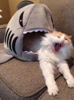 shark-cat-bed.jpg