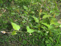 Smilax-excelsa-(2).JPG