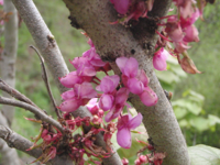 Cercis-siliquastrum-(3).JPG