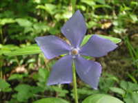 Vinca-major-1.JPG