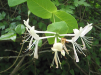 Lonicera-caprifolium-1.JPG