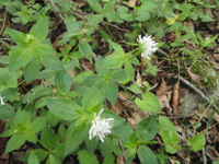 Asperula-caucasica.JPG