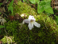 Paulownia-tomentosa.JPG