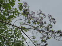 Paulownia-tomentosa-1.JPG