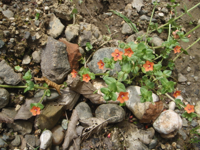 Anagallis-arvensis-Очный-цвет.JPG