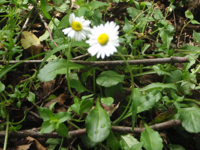 Bellis-perennis.JPG