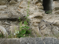 Campanula-alliariifolia.JPG