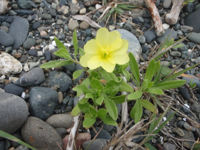 Oenothera-biennis.JPG