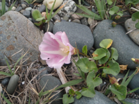 Calystegia-soldanella.JPG