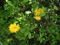 Rhododendron-luteum2.JPG