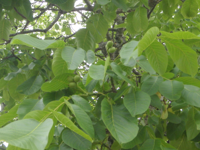 Juglans-regia.JPG