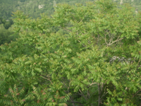 Carya-illinoinensis.JPG