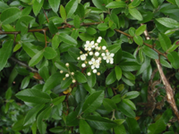 Pyracantha-coccinea.JPG