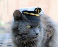 halloween-costume-hat-for-cat-sailor.jpg