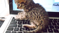 cat-typing-computer-developers-640cc.jpg