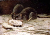 two-rats-1884.jpg