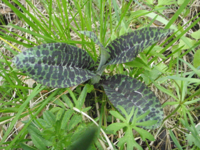 Dactylorhiza-fuchsii.JPG