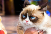 7920766-grumpy-cat-hd-wallpapers.jpg